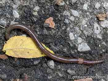 Beware the jumping worm, new menace of Ontario's forests