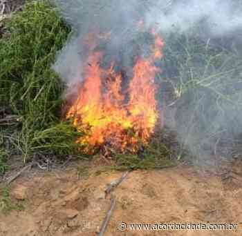 Plantação com 32 mil pés de maconha é erradicada em Juazeiro - Acorda Cidade