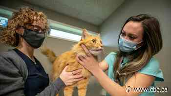 Canada's veterinarians are not OK — overwork, pet owners, debt load leading to burnout