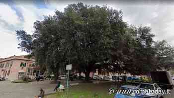 Alberi monumentali, al via il censimento: "Contiamo sulle segnalazioni dei cittadini"