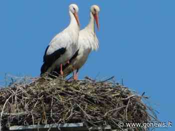 Torna la cicogna bianca nel nido di Fucecchio - gonews