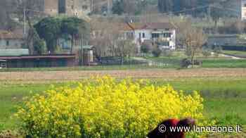 Visita nel Padule di Fucecchio La vita segreta dei suoi abitanti - LA NAZIONE
