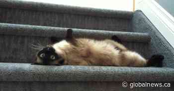 Kiki the cat, missing for 5 years, flies from Edmonton to Ontario for reunion with owners