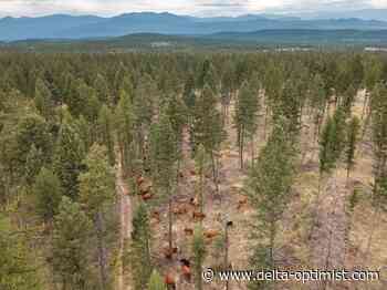 Cattle helping to manage B.C. wildfire risk with targeted grazing - Delta Optimist