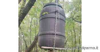 Sorpresi mentre cibano cinghiali: denunciati due cacciatori - Gazzetta di Parma