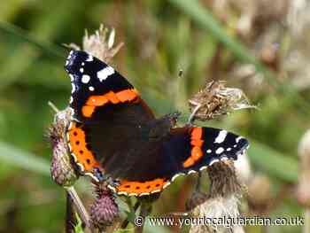 Wild things: Plants to save our butterflies
