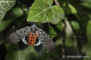 Spotted lanternfly infestation confirmed in Amherst - Chronicle Telegram