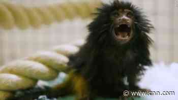Jersey Zoo welcomes birth of endangered black lion tamarin