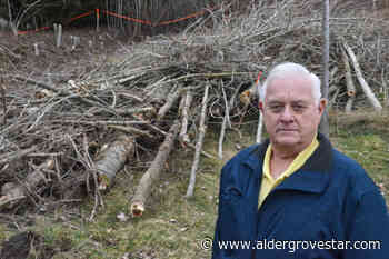 Council halts tree cutting in Langley park – Aldergrove Star - Aldergrove Star