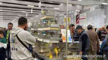 L’ornitologica si farà a Modena - il Resto del Carlino