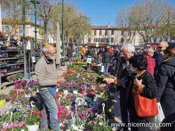 Les 5 plantes à mettre sur son balcon si on n’a pas la main verte