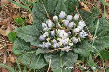 Mangiano le verdure regalate dai vicini, ma è erba velenosa: due coniugi di Villacidro in terapia intensiva - Casteddu Online