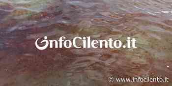 Agropoli: invasione di meduse al porto - Info Cilento