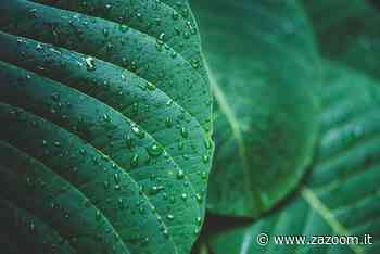 Inumidisce l erba - Zazoom Blog