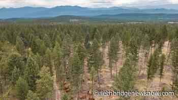 Cattle helping to manage B.C. wildfire risk with targeted grazing - Lethbridge News Now