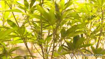 427 seek prequalification for Vermont retail cannabis market - WCAX