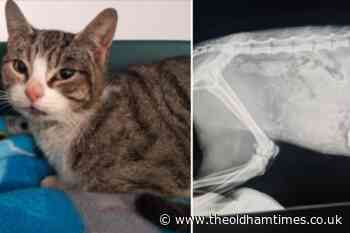 Cat stuck in Oldham mill wall 'for days' is pregnant - The Oldham Times