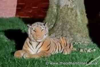 'Tiger on the loose in Oldham' sees officers 'earn their stripes' - The Oldham Times