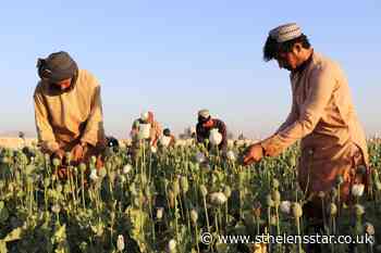 Taliban announces ban on poppy production in Afghanistan - St Helens Star