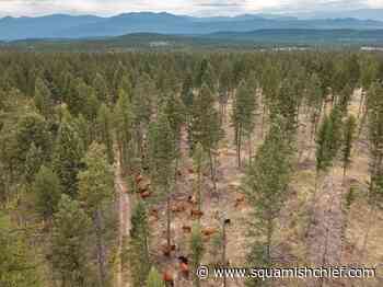 Cattle helping to manage B.C. wildfire risk with targeted grazing - Squamish Chief