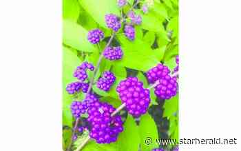 The Gestalt Gardener: Different ways to repel mosquitoes - Kosciusko Star Herald