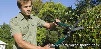 Ask the Master Gardener: Picking the prime time to prune your trees - Brainerd Dispatch