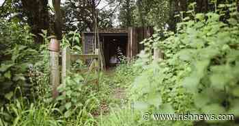 Casual Gardener: 'Garden fails' will slash your property value - The Irish News