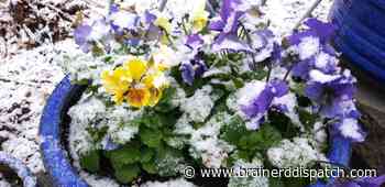 Ask the Master Gardener: Acclimate hardy annuals for cooler temperatures - Brainerd Dispatch