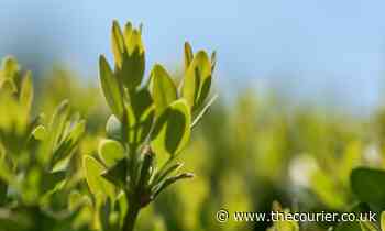 FIONA ARMSTRONG: Have I created a hedge monster? - The Courier