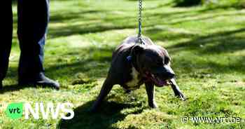Agressieve terriërs die vrouw en haar hond aanvielen in Schilde mogen voorlopig niet meer de straat op - VRT NWS