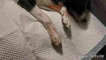 Hond vergiftigd tijdens wandeling op grens Boortmeerbeek, Haacht en Kampenhout - ROB-tv