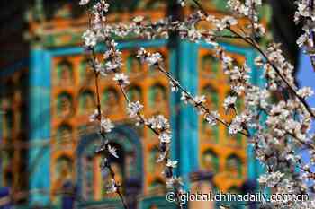 Three places to enjoy spring and ancient architecture in Beijing - China Daily