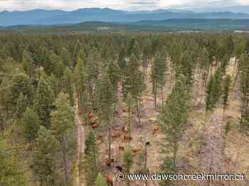 Cattle helping to manage B.C. wildfire risk with targeted grazing - Dawson Creek Mirror