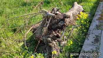 Crotone, albero a "riposo": fare silenzio ~ CrotoneOk.it - CrotoneOK.it