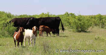 Economic benefits of co-grazing in cattle operation