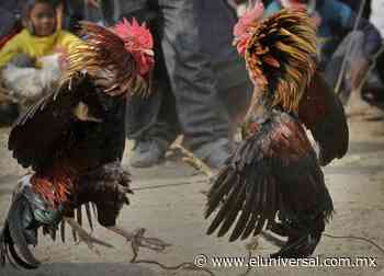 Suspenden peleas de gallos en palenque clandestino de Ecatepec | El Universal - El Universal