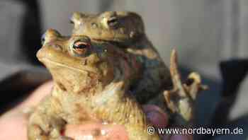 Kröten auf Wanderschaft: Helfer verhindern Amphibien-Blutbad - Nordbayern.de