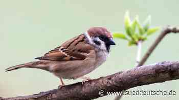 Tiere - Hilpoltstein - "Spatzl"-Schwund: Welttag will Sperling schützen - Bayern - SZ.de - Süddeutsche Zeitung - SZ.de