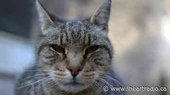 Tecumseh brings back Cat Spay and Neuter Vouchers - AM800 (iHeartRadio)