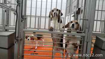 More violations found at beagle breeding facility in Cumberland - WWBT