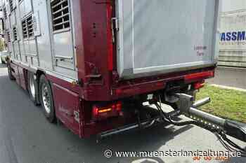 Bei Viehtransporter-Kontrolle: Polizei stellt Verstöße gegen Tierseuchenrecht in Ascheberg fest - Münsterland Zeitung