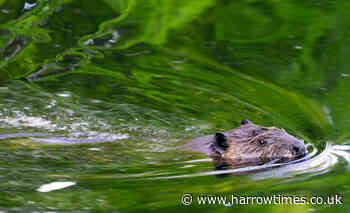 Beavers are back in London- Arjun Deepak, Wilson's School - Harrow Times