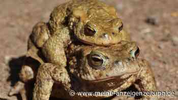 Was Amphibien bei Kälteeinbrüchen blüht