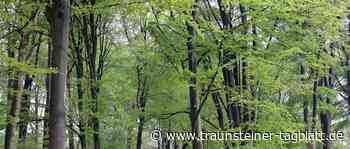 Sie gilt als die Mutter des Waldes: Arbeitskreis Forstgeschichte beschäftigte sich mit Herkunft und Zukunft der Buche - Traunsteiner Tagblatt