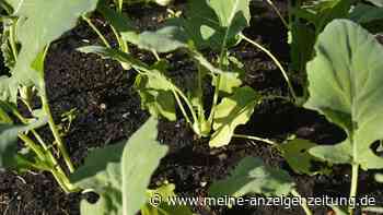 Kohlrabi vorziehen und innerhalb von acht Wochen ernten