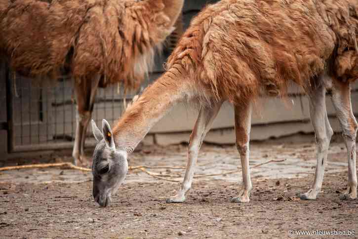 Eigenaar van honden die lama’s doodbeten in Planckendael riskeert levenslang verbod op houden van dieren