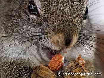 Edmonton weather: Chance of showers for a bit then back to the sunshine