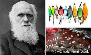 Birds are more colourful near the equator, new study proves