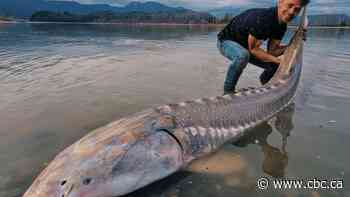 Southern Alberta couple lands 'majestic' big catch