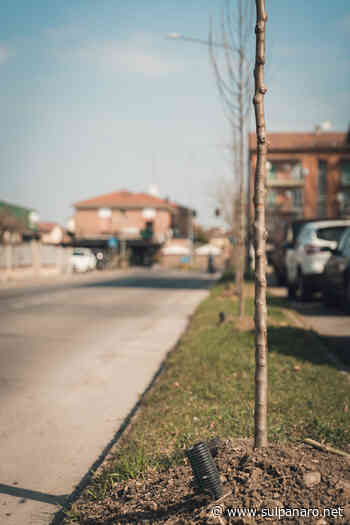 Soliera, a marzo messi a dimora 128 nuovi alberi - SulPanaro